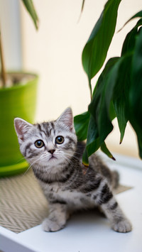 Kitten cat scottish straight, lop-eared fluffy, animal