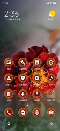 French Marigold_3MDS