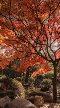 The maple trees in the park