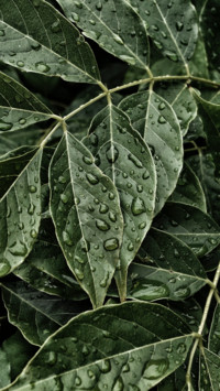 Rain Rhythm (8)