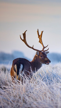 A deer in winter