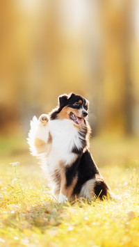 Australian Shepherd waving its paw in the autumn forest