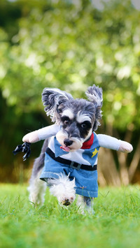 Dog walking upright is cool 9