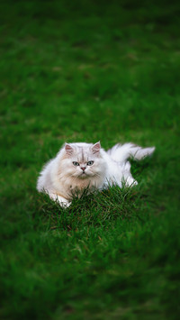 A cat pushing things is not because it has bad hands
