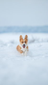 Corgi dog running fast in the snow