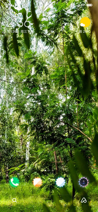 Forest Flora_DWM2