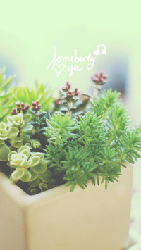 Plant word