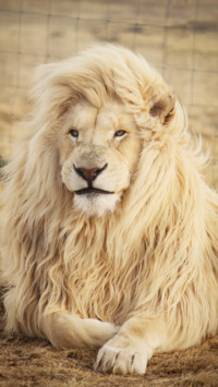 King Of Jungle (1)
