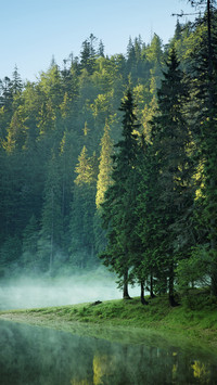 Pine forest