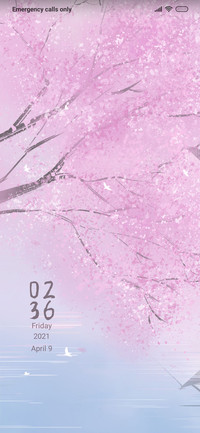 Cherry Blossoms