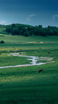 Cattle and sheep by the creek