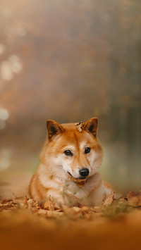A Red Shiba Inu Dog Lying down Outdoors In Autumn
