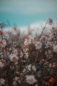 Motion Blur