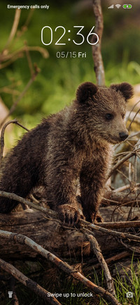 Baby Bear_3MDS