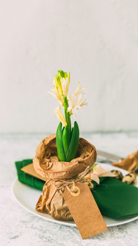 Hyacinth on vintage background