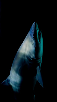 Marine Life (17)