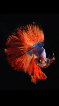 Marine Life (14)