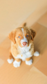 Red hair puppy looking at the camera