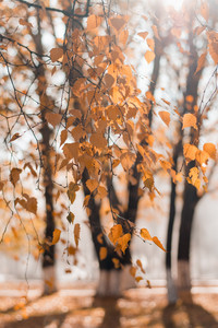 Motion Blur