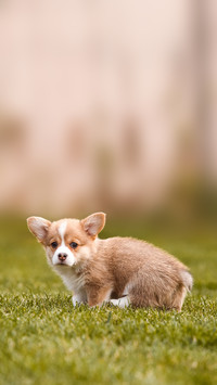 Corgi puppies on the lawn