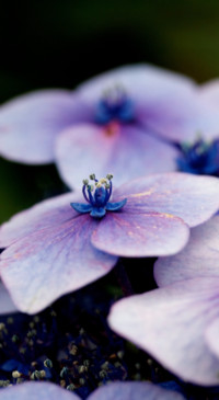 Macro Photography (12)