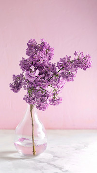Plants that bloom throughout the year 2