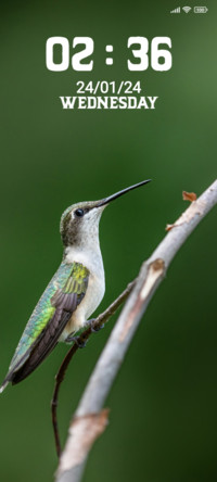 Bird