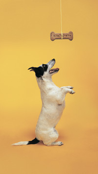 The six most common mistakes in dog feeding 96