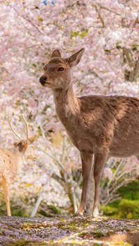 Cherry trees and japanese deer