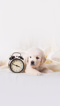 Cute little golden retriever puppy with  alarm clock