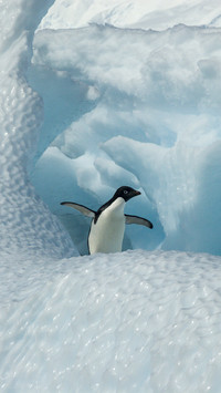 Cute penguin-02