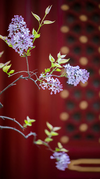 Lilac planting method