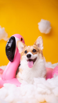 Unveiling the psychology of dogs