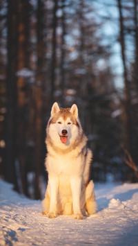 Young and free Siberian Husky dog sitting on the snow