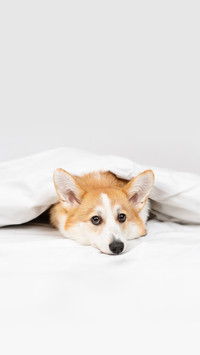 春季养狗的关键要点