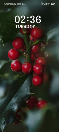 Winter Berries
