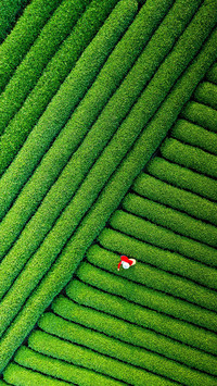 Salute to every tea farmer
