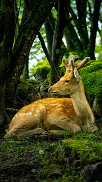 Sika deer in the forest