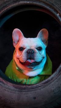 When does a dog change its teeth 7
