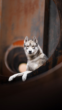 Letter from the little dog in the forest 2