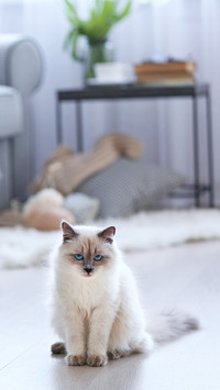 Color-point cat sitting on a floor in living room