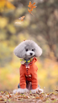 Pets in public places should be banned 47