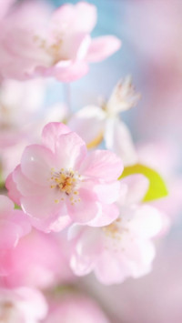 海棠花