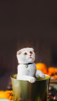 A Yellow Baby British Shorthair Kitty