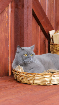 Why do cats like sleeping boxes