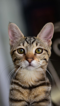 Pros and cons of sterilizing pets 47
