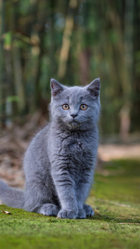 可爱的猫咪-锐景创意