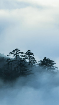 卧谷听松