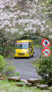 Tourists take sightseeing buses to enjoy cherry blossoms