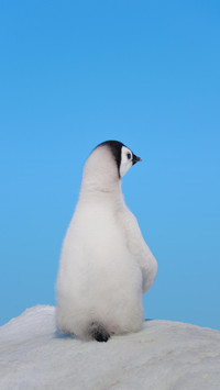 VCG41107086546